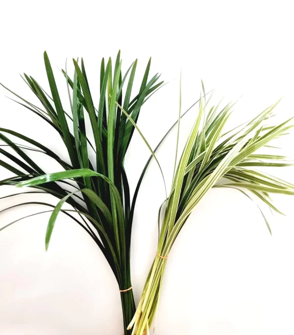 China Grass Green Tawi Village