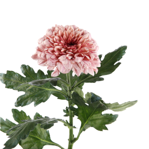 Chrysanthemum Deco Snowdown Peach Tawi Village