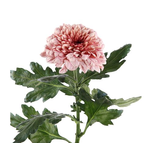 Chrysanthemum Deco Snowdown Peach Tawi Village