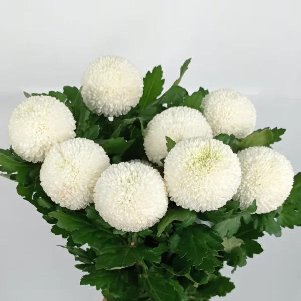 Chrysanthemum Ping Pong White Tawi Village