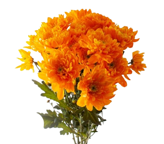 Spray Euro Orange Tawi Village