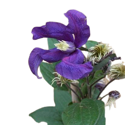 Clematis Blue Tawi Village