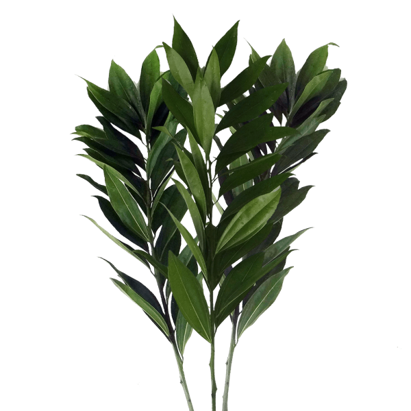 Cocculus Green Tawi Village
