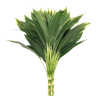 Cordyline Green Tawi Village