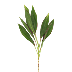 Cordyline Green Tawi Village