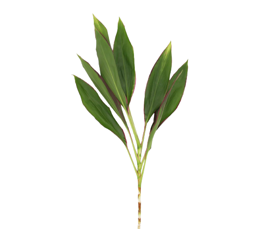 Cordyline Green Tawi Village
