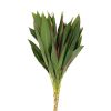 Cordyline Green Tawi Village