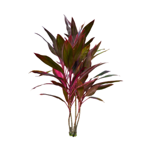 Cordyline Red Tawi Village