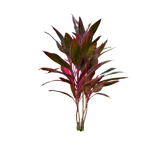 Cordyline Red Tawi Village