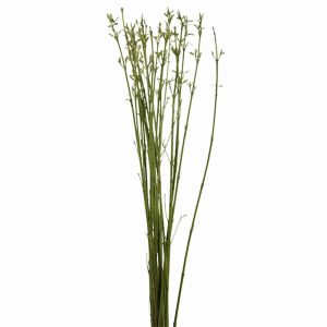 Cornus Stick Green Tawi Village