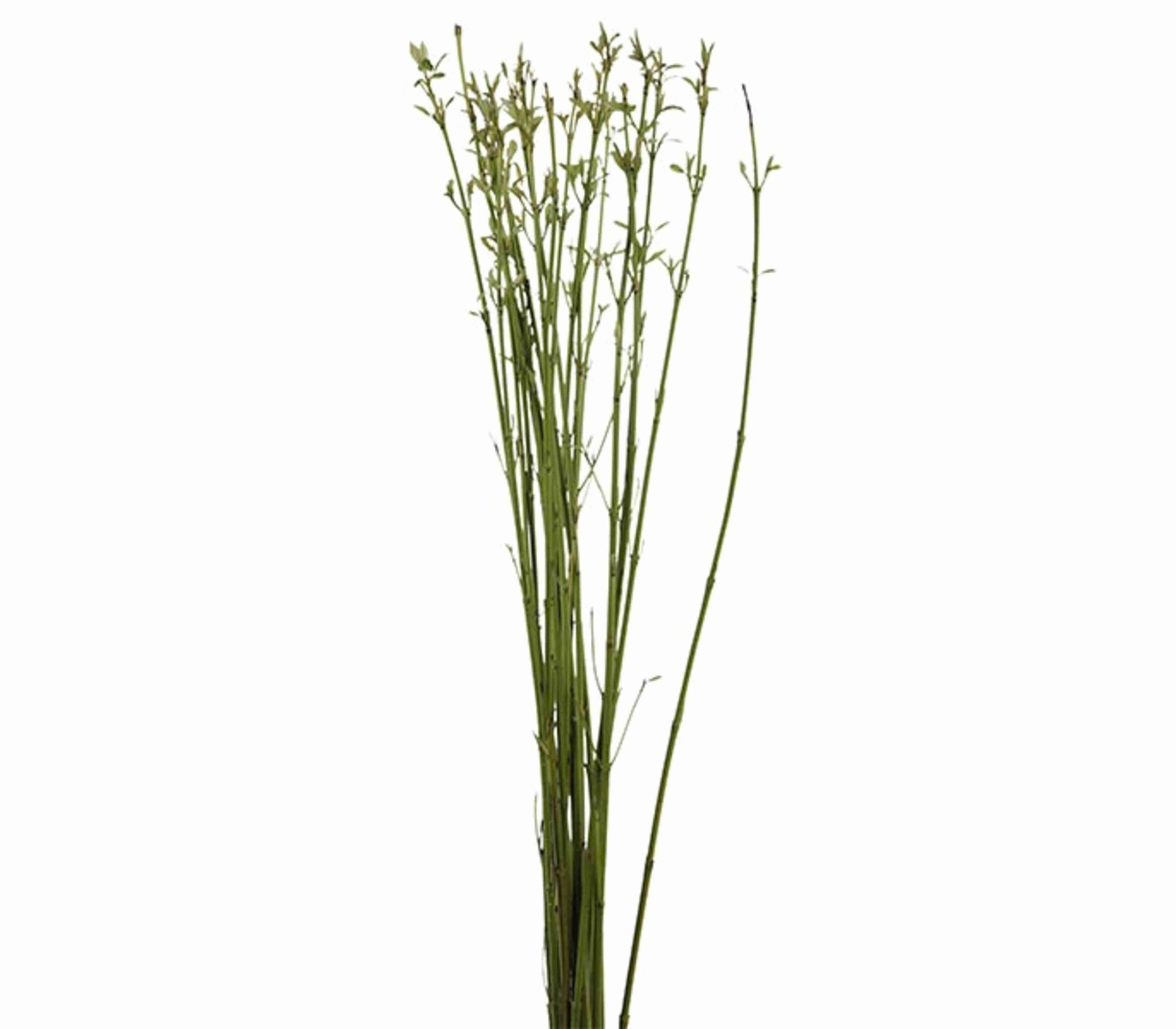 Cornus Stick Green Tawi Village