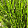 Cornus Stick Green Tawi Village