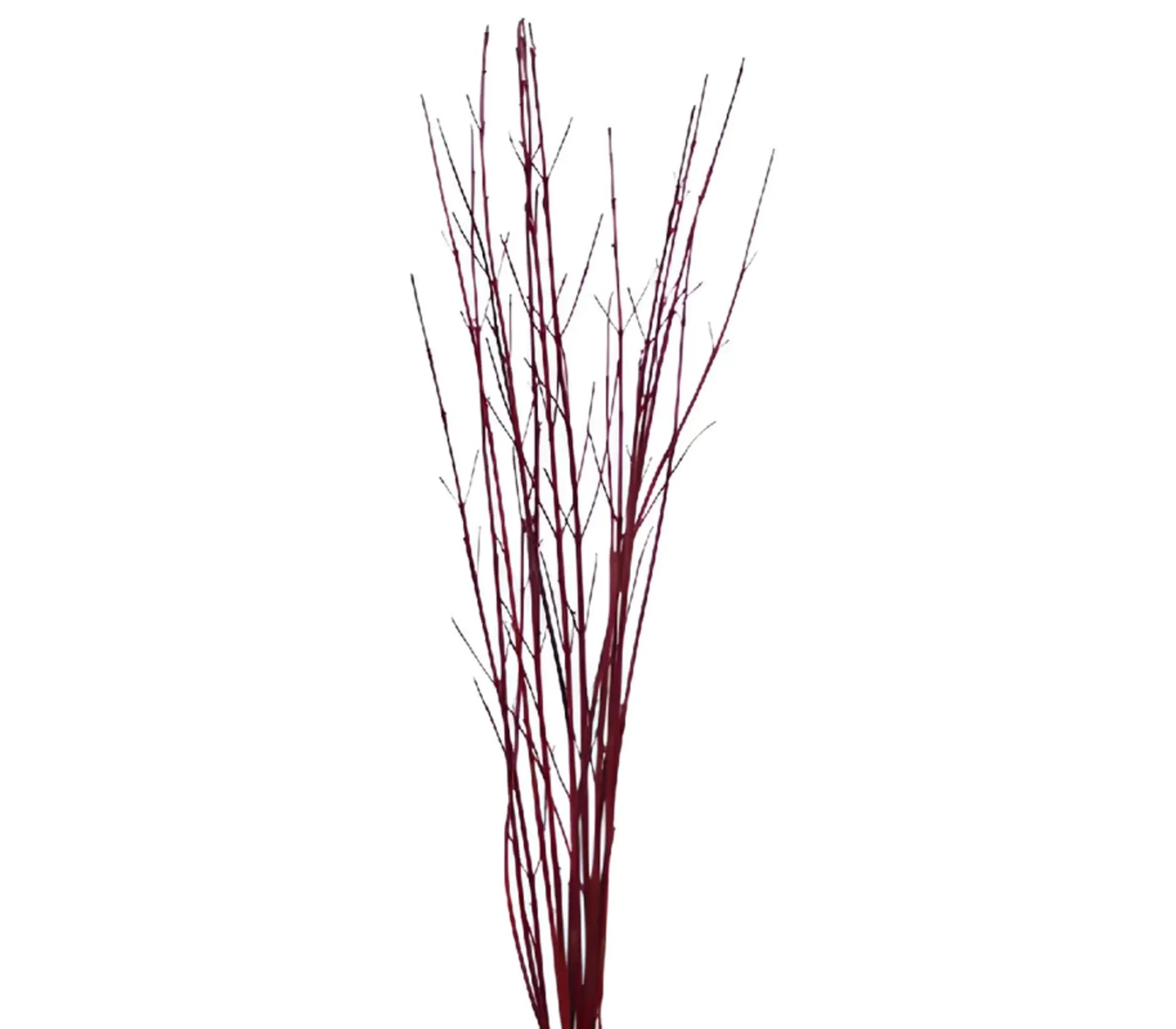 Cornus Stick Red Tawi Village