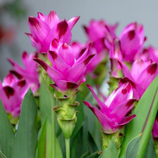Curcuma Pink Tawi Village