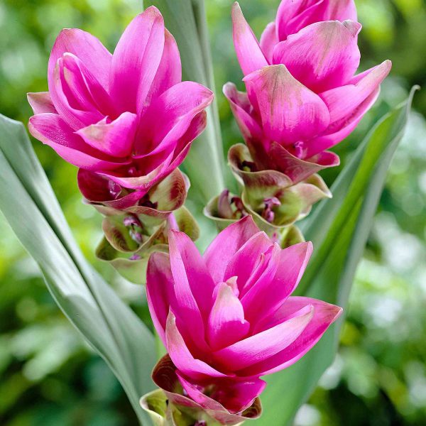 Curcuma Pink Tawi Village