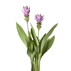 Curcuma Pink Tawi Village