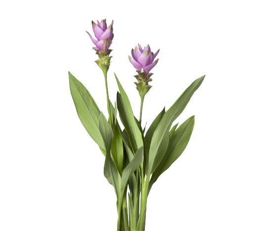 Curcuma Pink Tawi Village