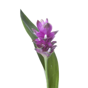 Curcuma Purple Tawi Village