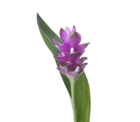 Curcuma Purple Tawi Village