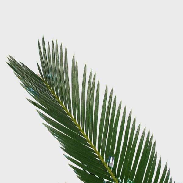 Cycas Leaves Tawi Villages