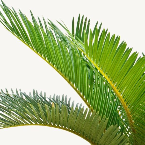 Cycas Leaves Tawi Villages