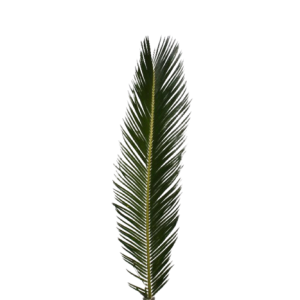 Cycas Leaves Tawi Villages
