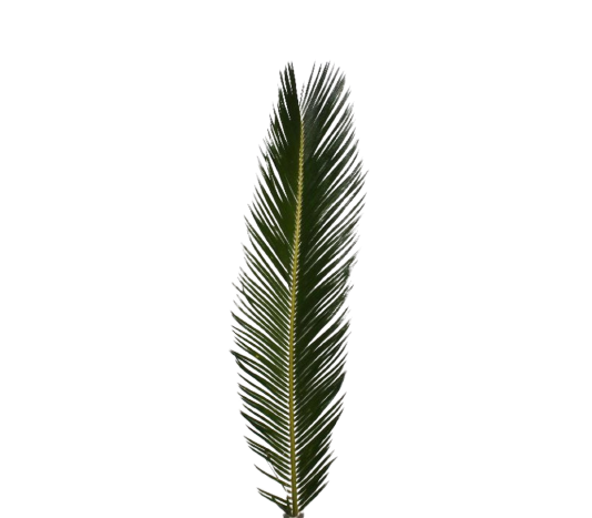 Cycas Leaves Tawi Villages