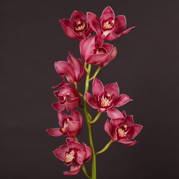 Cymbidium Red Tawi Village