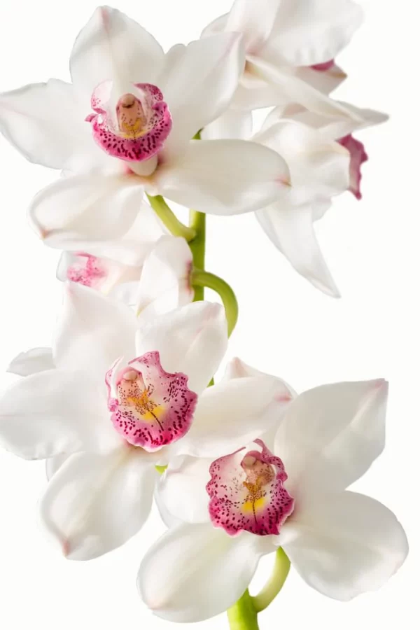 Cymbidium White Tawi Village