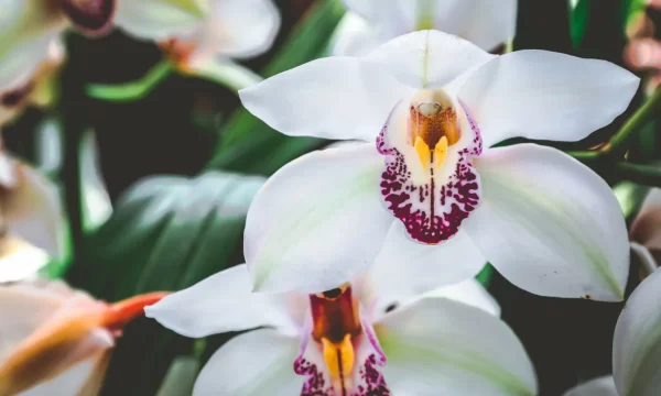 Cymbidium White Tawi Village
