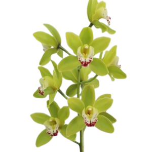 Cymbidium Green Tawi Village