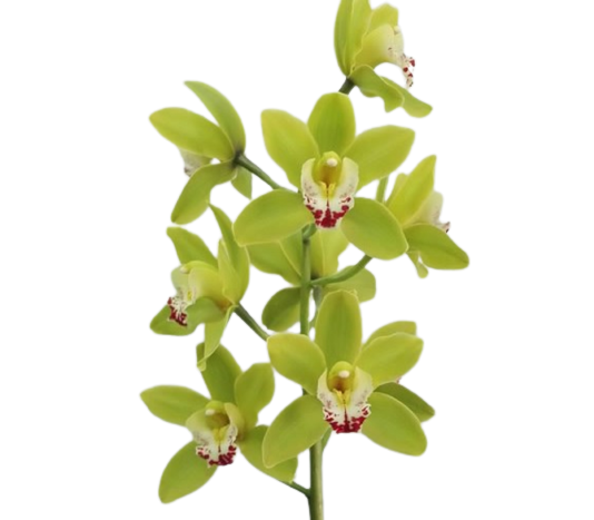 Cymbidium Green Tawi Village