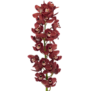 Cymbidium Red Tawi Village