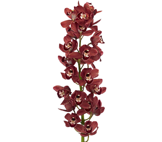Cymbidium Red Tawi Village