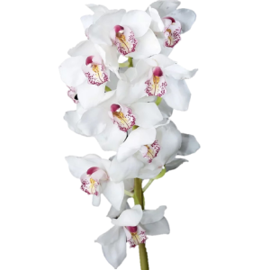 Cymbidium White Tawi Village