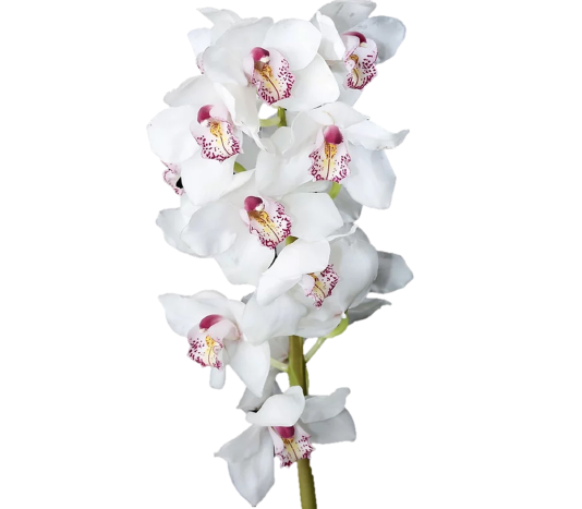 Cymbidium White Tawi Village