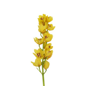 Cymbidium Yellow Tawi Village