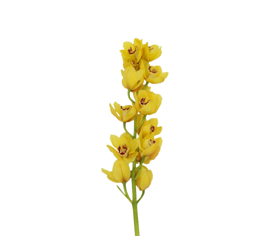 Cymbidium Yellow Tawi Village