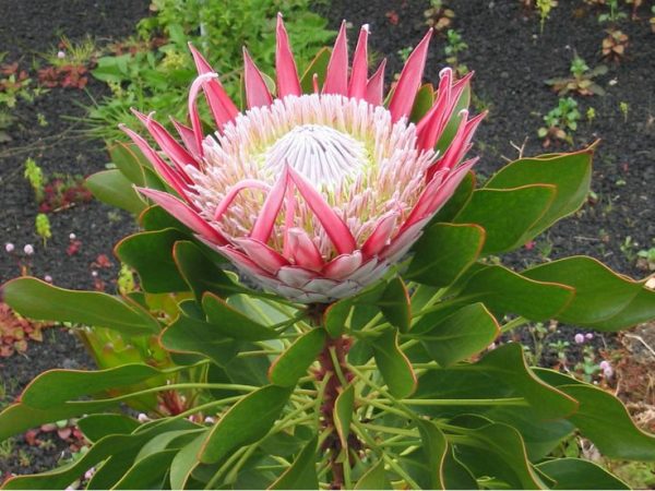 Protea Cynaroides Tawi Village