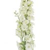 Delphinium Dewi Siberia Tawi Village