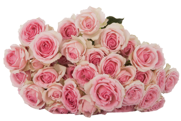 Spray Rose Dinara Tawi Village