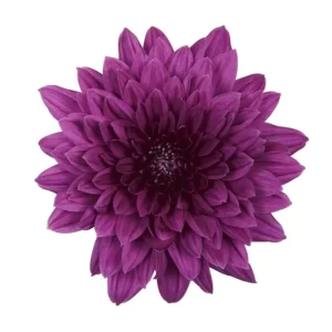 Dante Purple Tawi Village