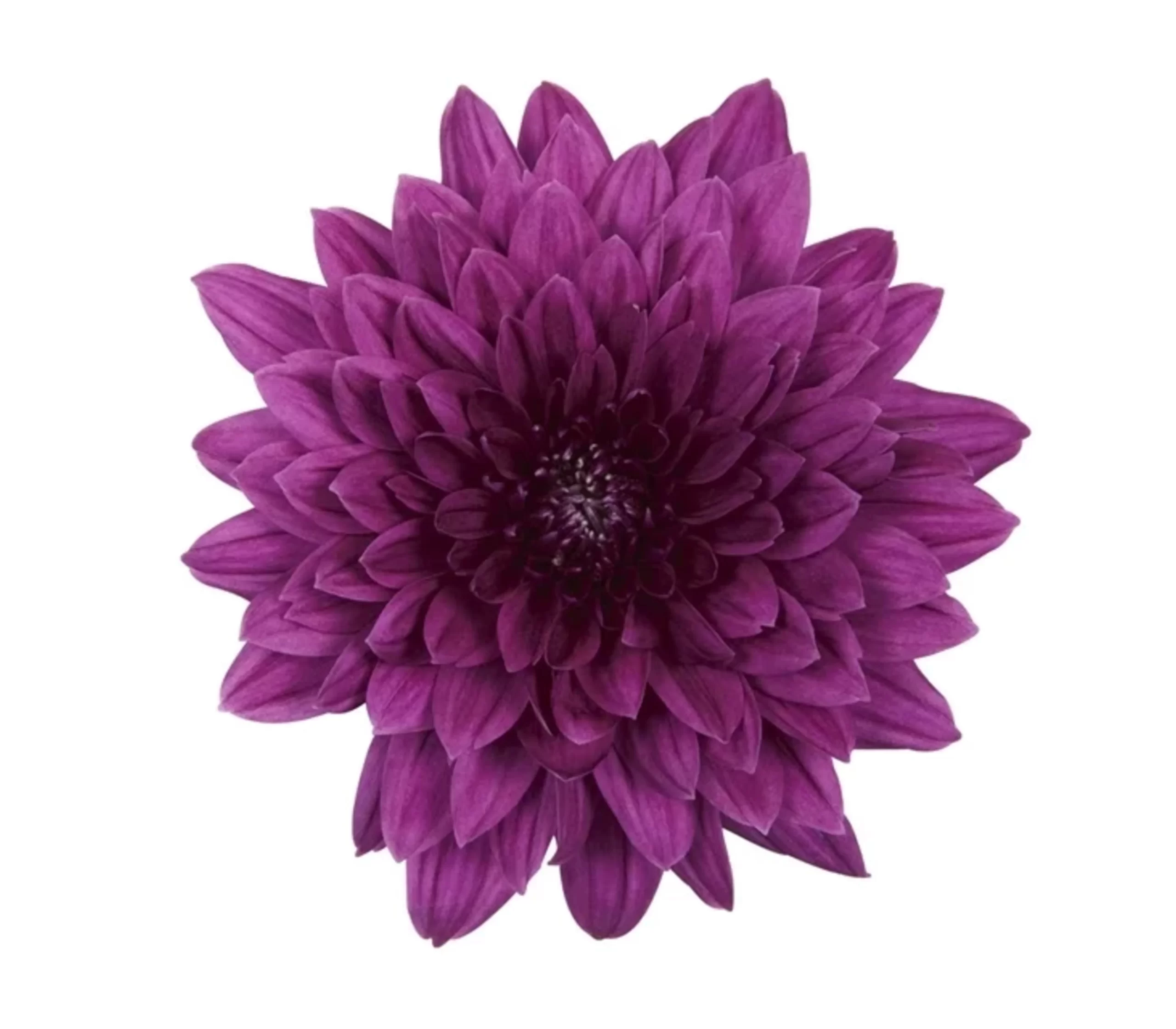 Dante Purple Tawi Village