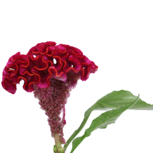 Bombay Dark Pink Tawi Village