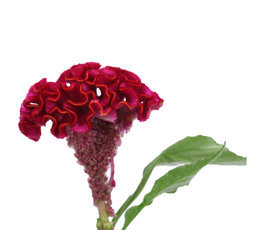 Bombay Dark Pink Tawi Village