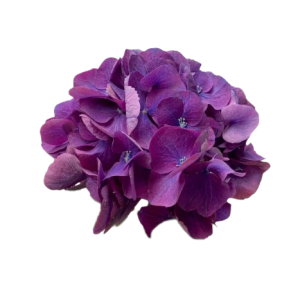 Hydrangea Purple Tawi Village