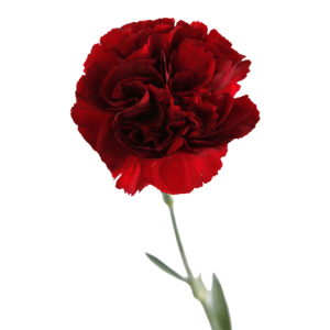 Dianthus Single Dark Red Tawi Village
