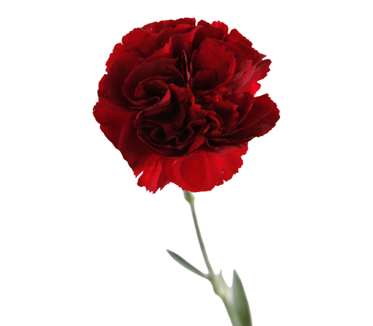 Dianthus Single Dark Red Tawi Village