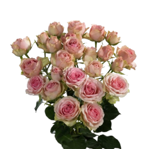 Spray Rose Dinara Tawi Village