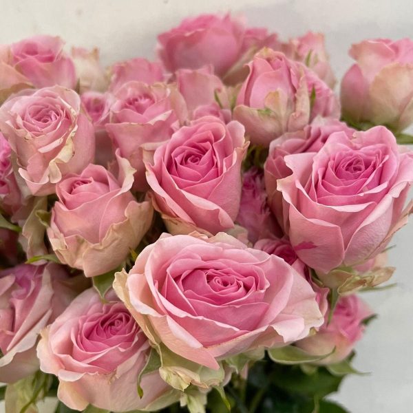 Spray Rose Dinara Tawi Village